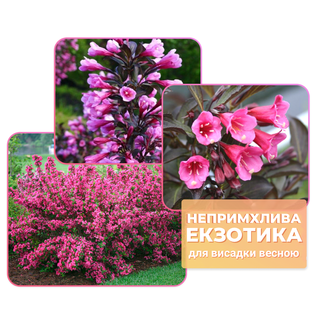 Заголовок