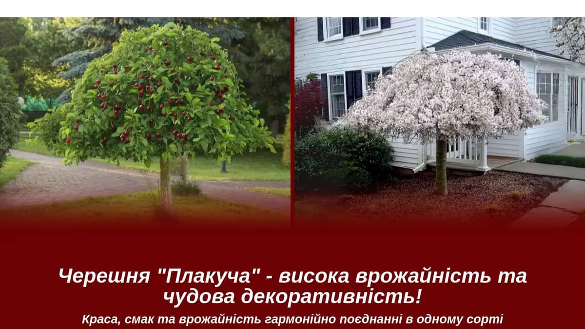Черешня "Плакуча" - висока врожайність та чудова декоративність!